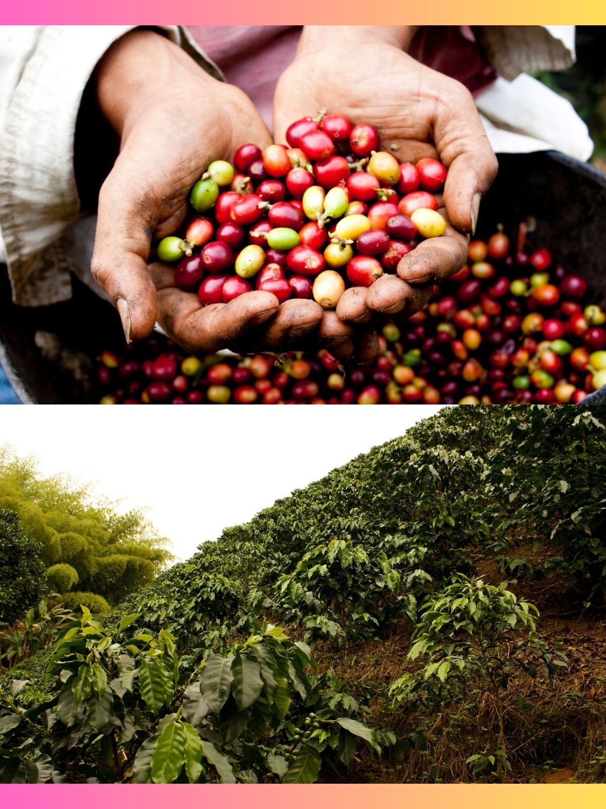 Colombia Supremo 17/18