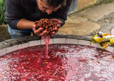 Anaerobic Honey Geisha Colombia Farm 